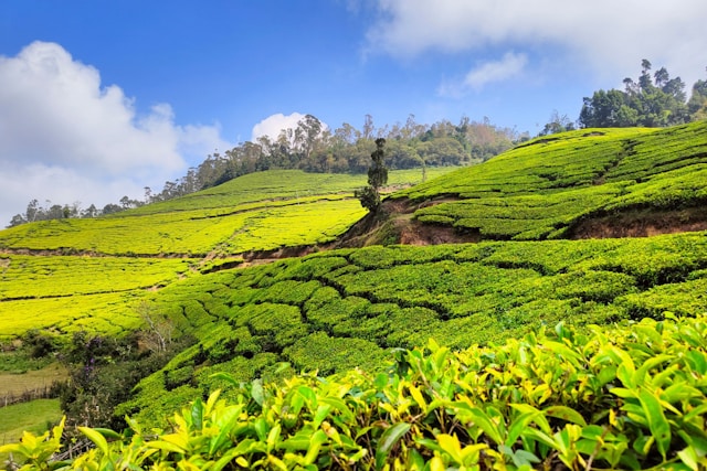 Glorious Munnar Trip