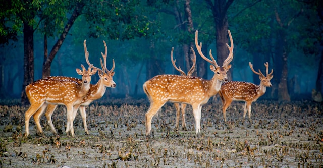 Heritage with wildlife (Jabalpur to Gwalior)