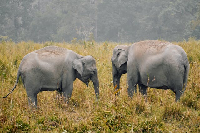 Jabalpur Bandhavgarh Weekend Tour