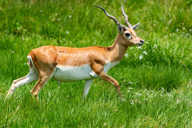 Jabalpur Kanha Weekend Tour