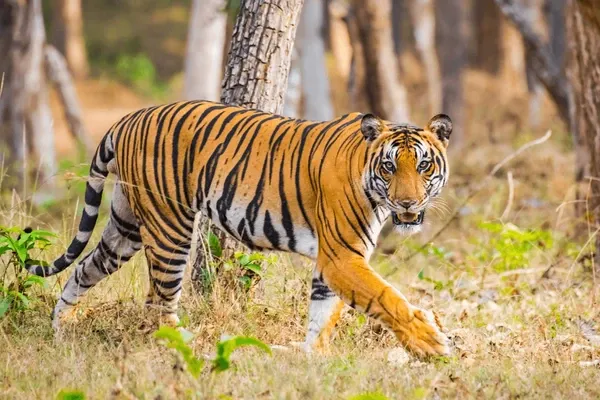 Karnataka's Cultural and Wildlife Journey