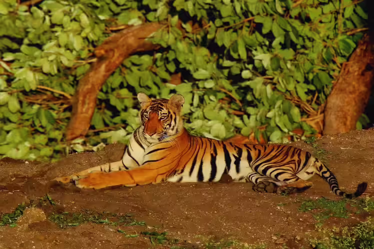 Karnataka Heritage and Wildlife Experience
