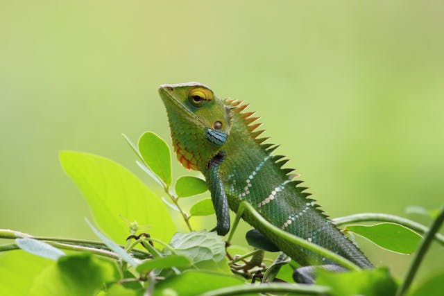 MP Wildlife 3 National Parks