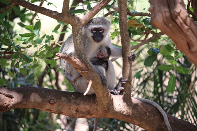 MP Wildlife Tour from Nagpur