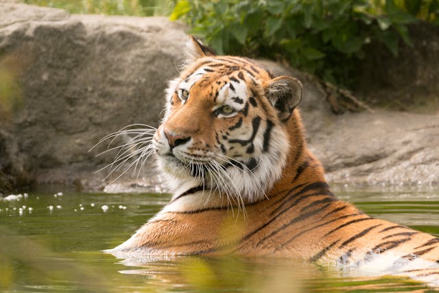 Pench Wildlife Tour from Nagpur