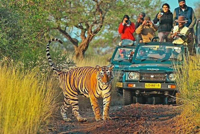 Ranthambore Safari With Jaipur