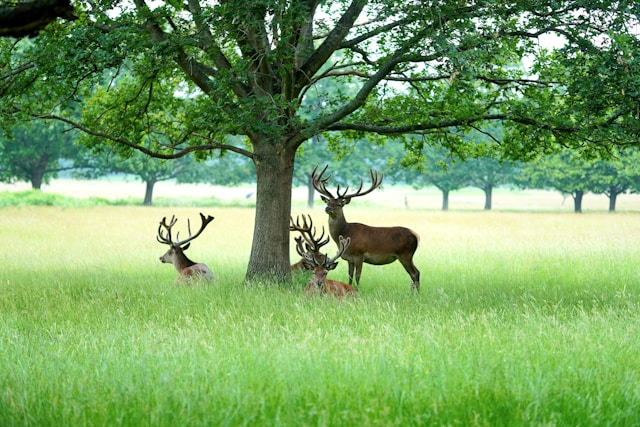 Wildlife Marble Rocks Tour