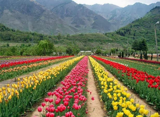 Kashmir Delight
